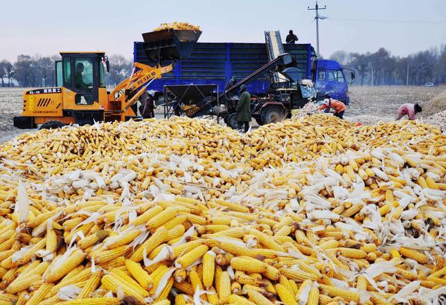 八月预期临储玉米拍卖结束 史上最大规模美国玉米进口订单来袭插图2